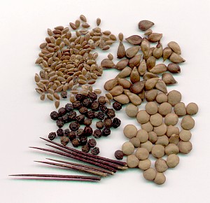 Семена, используемые в Су Джок терапии